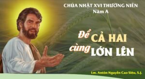 SUY NIỆM PHÚC ÂM CHÚA NHẬT 16 THƯỜNG NIÊN NĂM A (Mt 13,24-43)