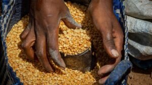 Giáo hội Philippines nguy cơ El Niño gia tăng khủng hoảng lương thực